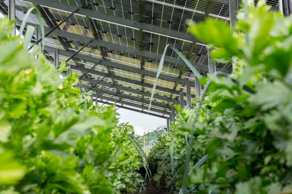 Sunfarming Umbrellas
